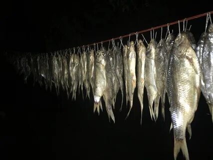 Можно ли ловить воблу в 2024 году