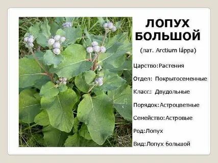 Систематическая группа лопуха