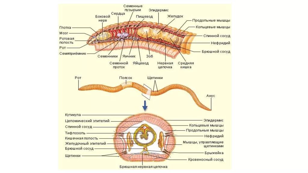 Полость тела плоские круглые кольчатые. Опорная структура круглых и кольчатых червей. Строение кожно мускульного мешка у кольчатых червей. Кожно-мускульный мешок у кольчатых червей 7 класс. Строение ротового аппарата у кольчатых червей.