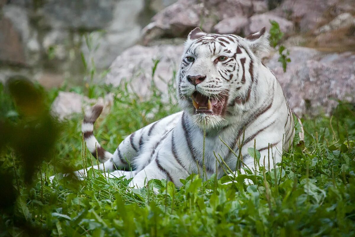 Бенгальские тигры пенза