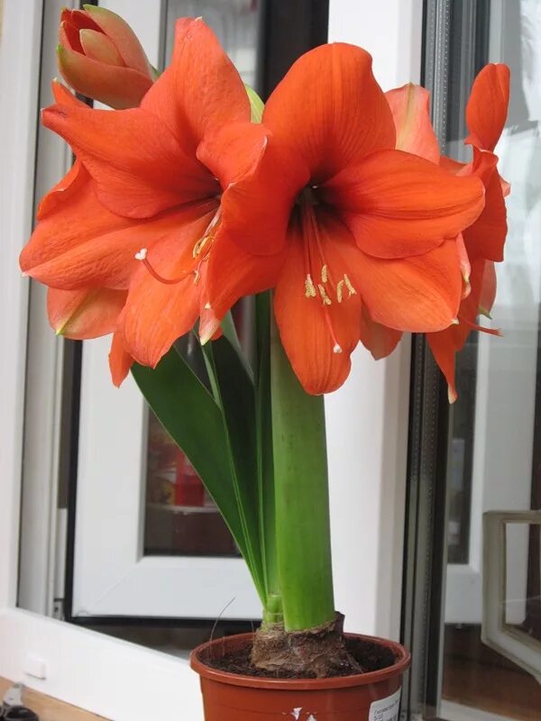 Цветок похож на лилию на толстом стебле. Гиппеаструм амариллис оранжевый. Лилия гиппеаструм. Лилия гиппеаструм цветок. Морковный гиппеаструм.