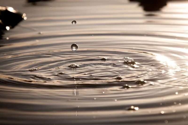 Капелька пруды. Осенний ливень. Кувшинки и лилии на воде. Лотос вьетнам. Пруд капля.