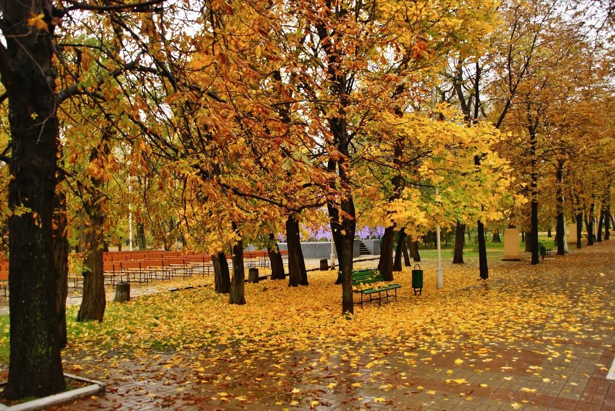 осенний дождь парк сибирь. лужи осенью. осенний парк. мокрая дорожка. эдуард гордеев - талантливый фотограф.