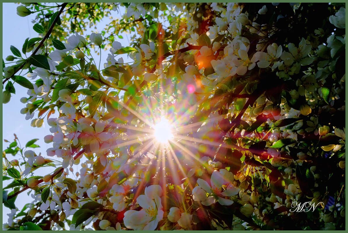 Освещенные ярким весенним солнцем. Солнечный цветок. Яблони в цвету солнце. Цветущие деревья и солнце.