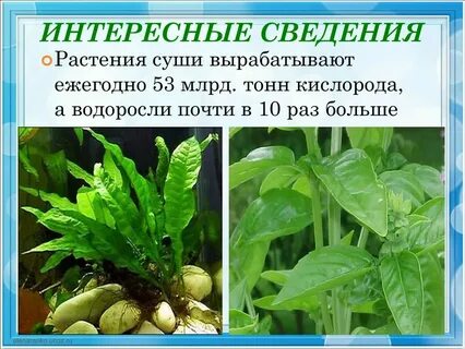 Растения на суше и в воде