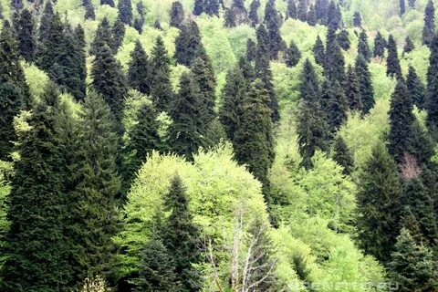 Хвойные леса европы