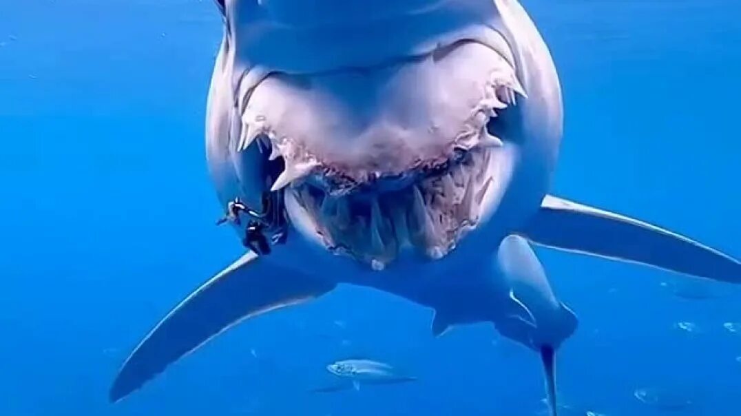 Океан изучен на 5. Акула мако. Акула акула мако. Акула мако большая. Акула мако Немо.