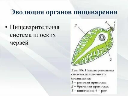 Плоскую систему образовывают