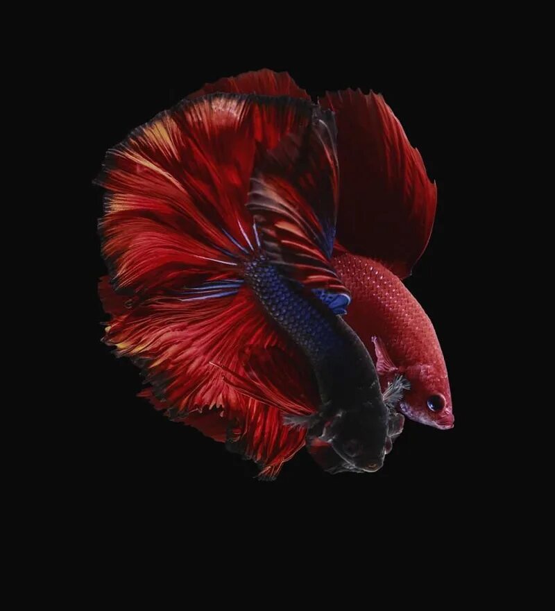 Сиамские петушки. Сиамский петушок рыбка. Рыбка бетта спленденс. Петушок сиамский супердельта. Сиамские петушки.