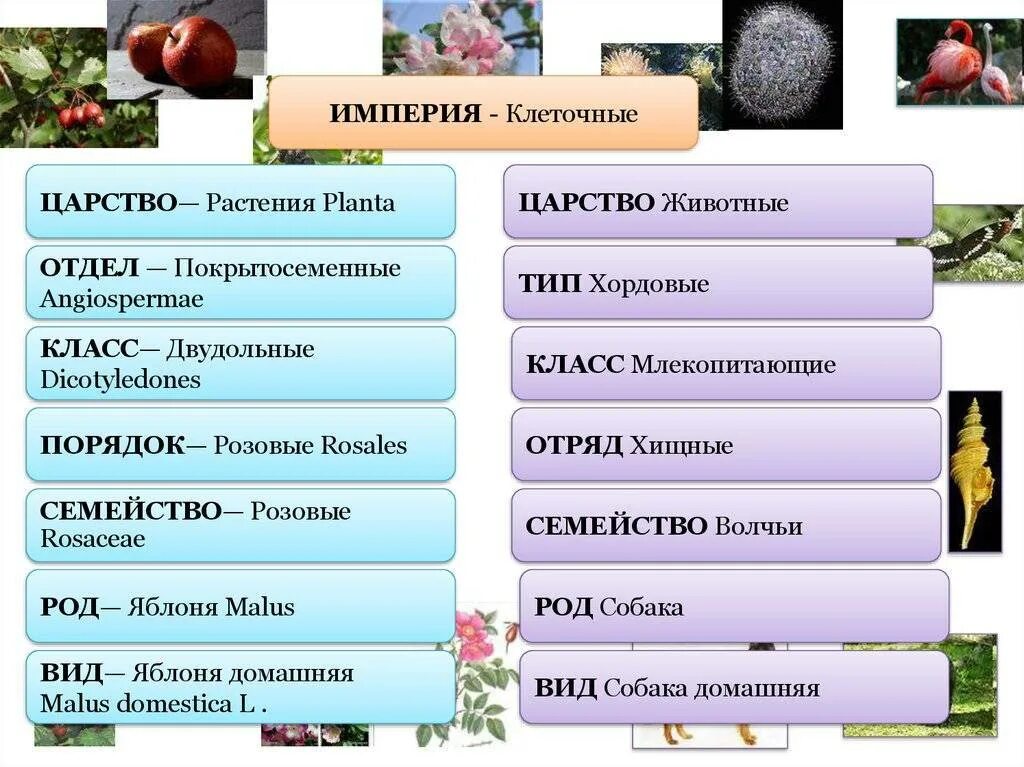 Основные таксономические группы. Систематика и классификация растений. Систематика растений отделы. Царство отдел класс род вид растения. Систематика растений и животных.