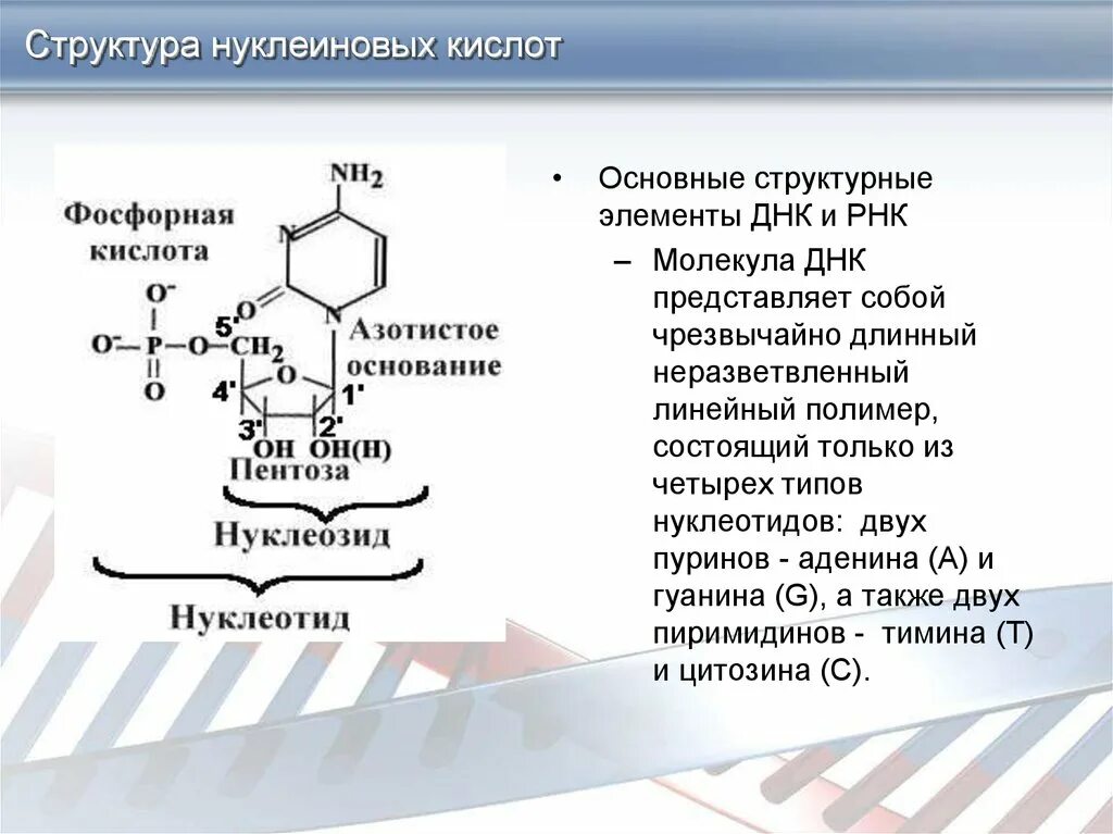 Структурные элементы нуклеиновых кислот. Структурные компоненты нуклеиновых кислот. Структура нуклеиновых кислот. Строение нуклеиновых оснований.