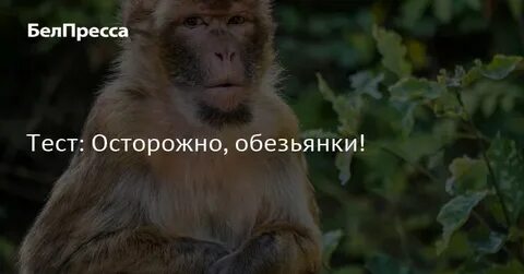 Тест про обезьян