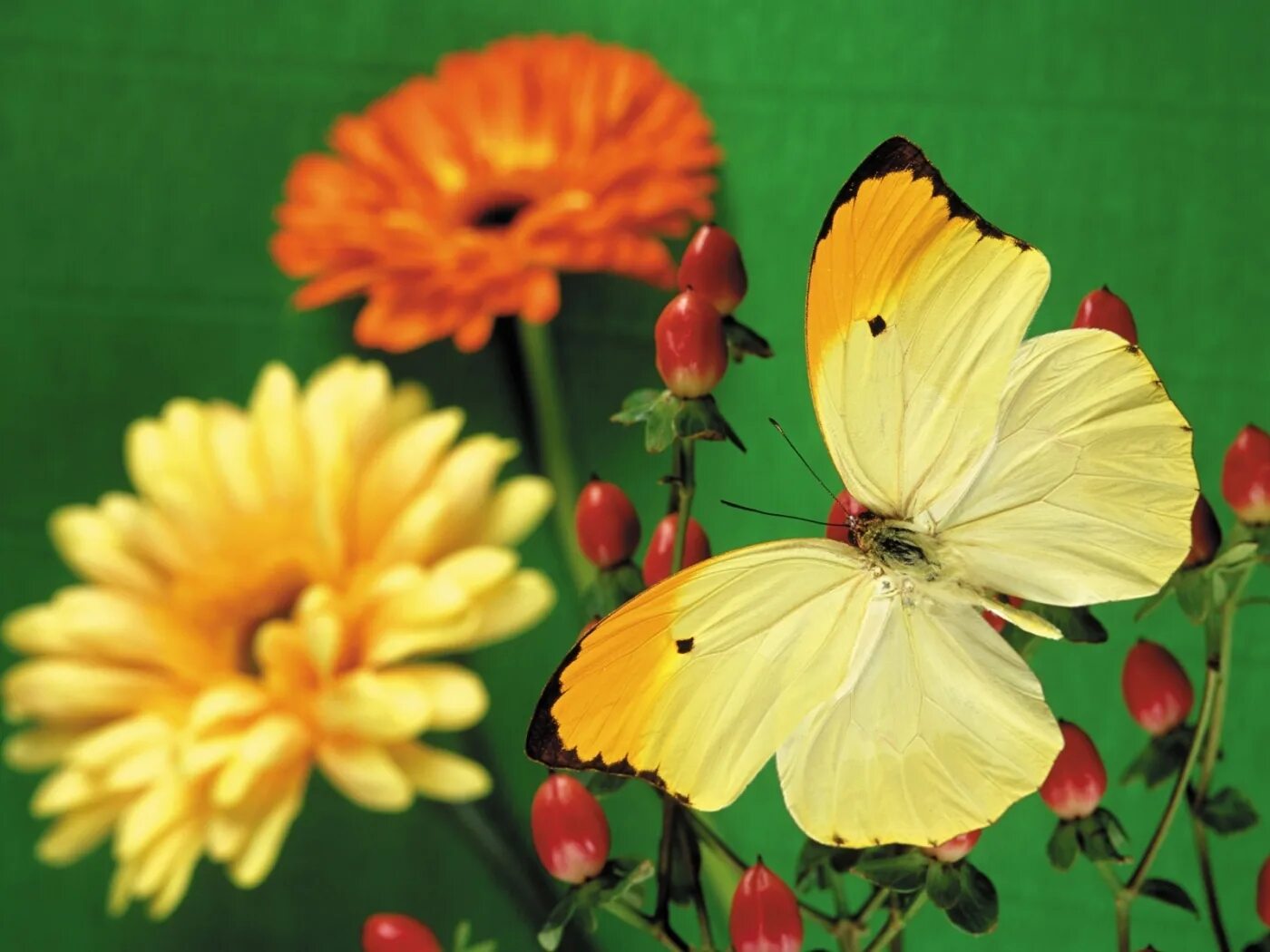 Красивые бабочки на цветах. Бабочка капустница желтая. Бабочка лимонница крушинница. Бабочка копустница жёлтая. Бабочка на цветке.