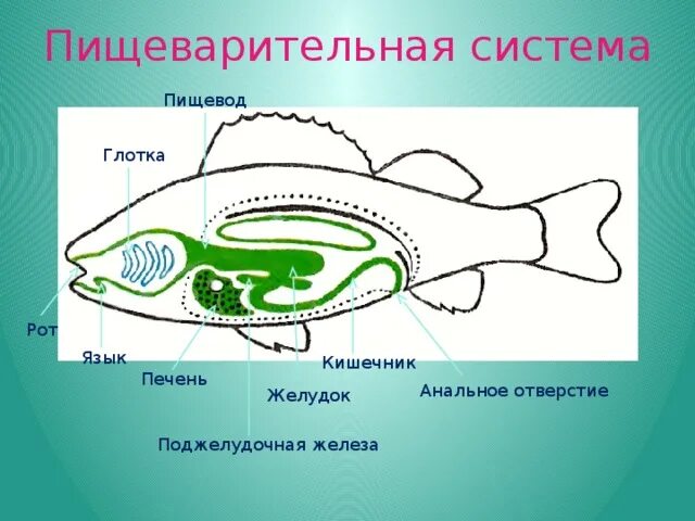 Пищеварительная система класса рыб. Пищеварительная система система рыб. Пищеварительная система рыбы схема 6 класс. Рыбы органы системы органы пищеварительной. Отделы пищеварительной системы рыб рисунок.