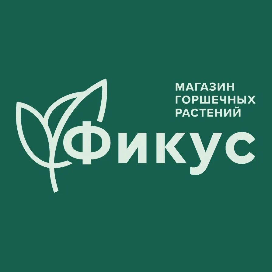 Фикус цветочный магазин. Кактус и фикус магазин в орле. Кактус и фикус магазин в орле. Фикус бенджамина крупномер. Кактус и фикус магазин в орле.