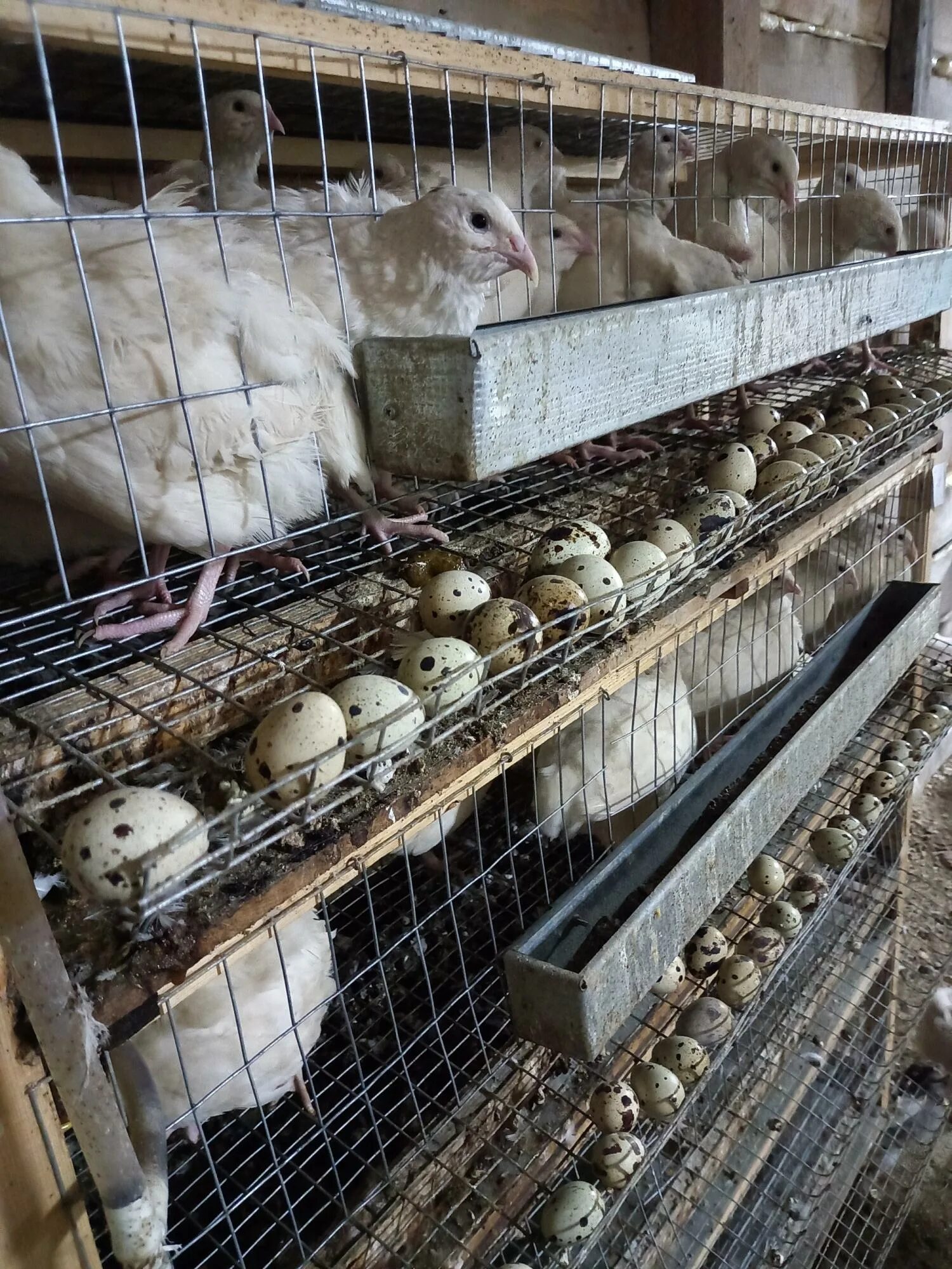 перепелки несушки