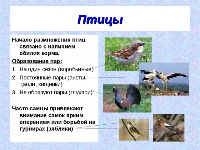 Поведение птиц. Поведение птиц в период размножения. Размножение птиц. Брачное поведение птиц.