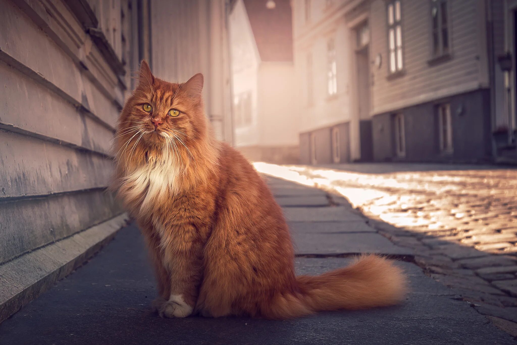 Рыжий кот уходит. Рыжая кошка. красивый рыжий кот. кот пушистый рыжий. сидячая кошка.