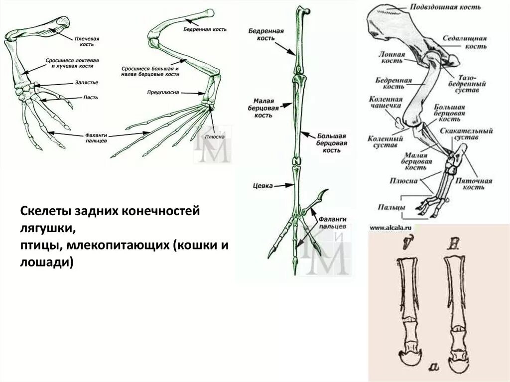 Скелет конечностей у птиц состоит из. Кости пояса задних конечностей у птиц. Строение задних конечностей млекопитающих. Скелет лягушки пояс задних конечностей. Строение скелета задней конечности птицы.