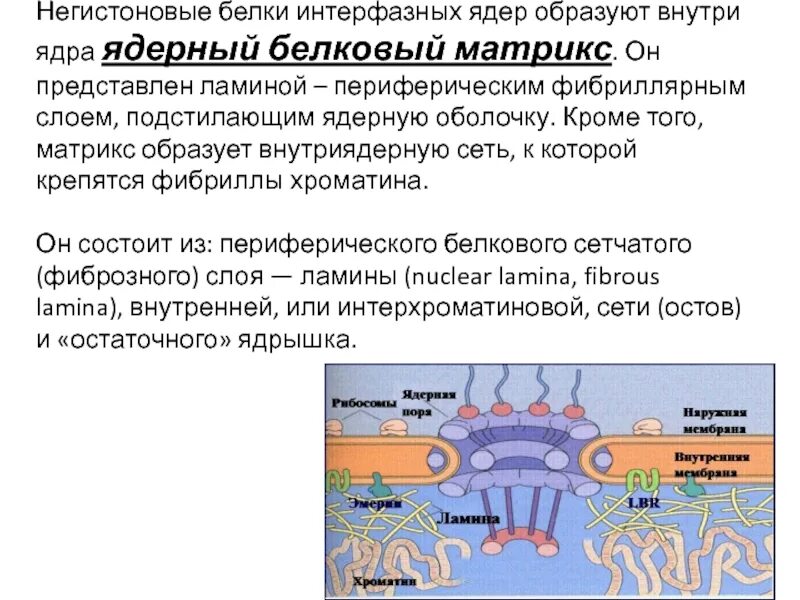 Ядро образовано. Ядро ядерная мембрана кариоплазма. Ядро образовано. Строение оболочки ядра. Ядро обучения.
