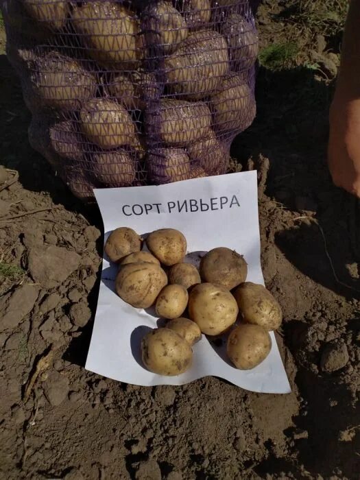Семенной картофель Ривьера купить в Чебоксарах Товары для дома и дачи Авито