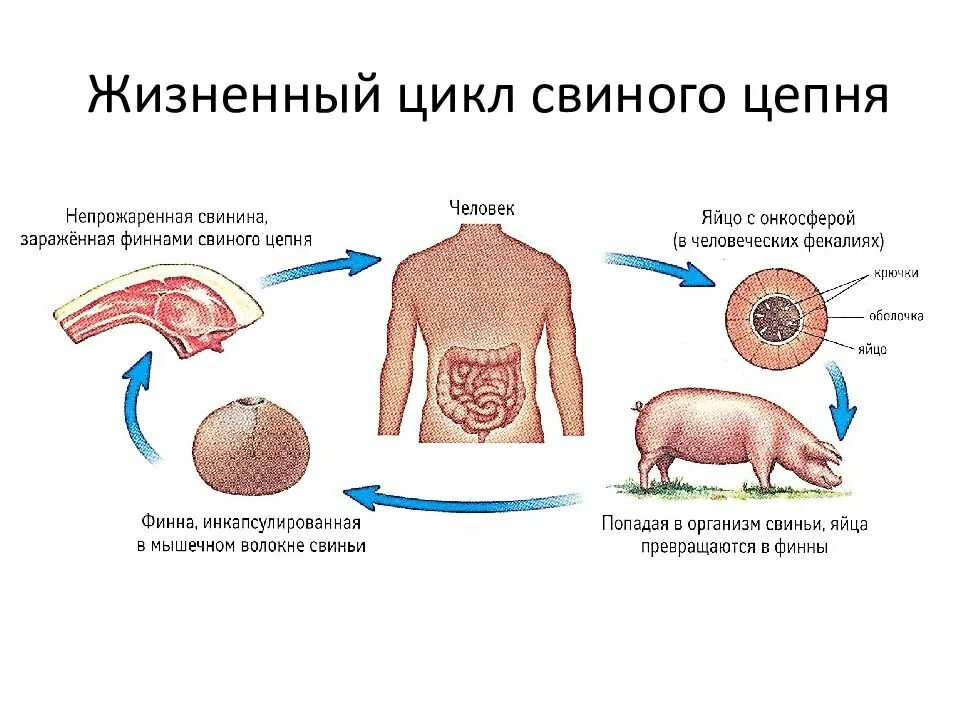 Жизненный цикл бычьего цепня начиная с яиц