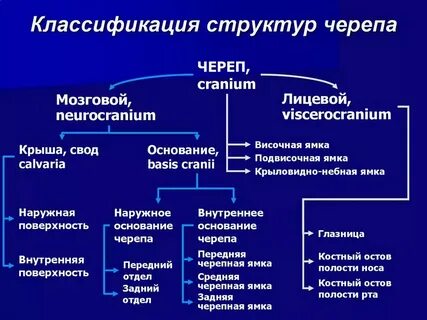 Систематика анатомии