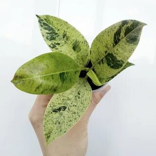 Фикус муншайн
