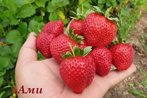 Квики клубника описание
