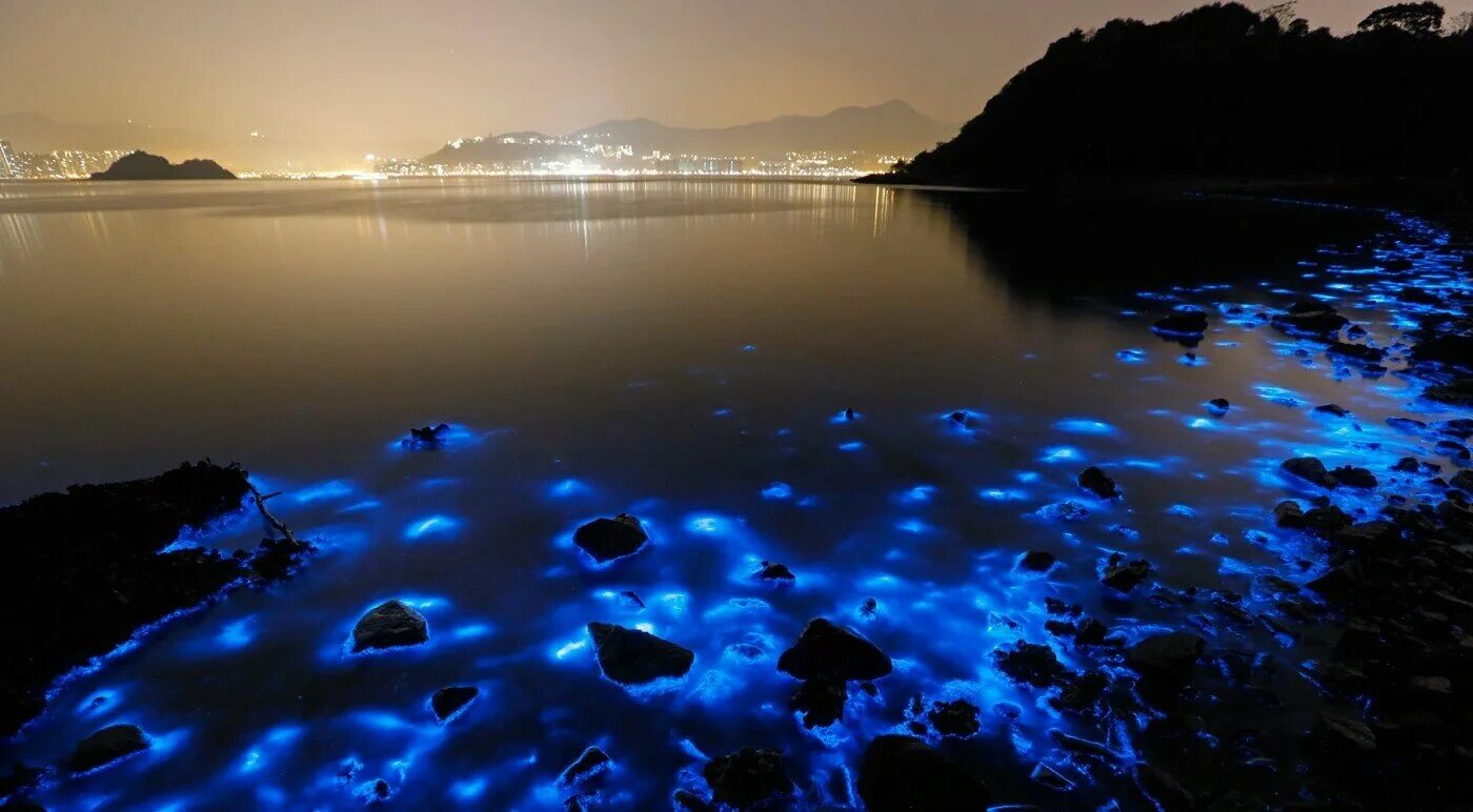 Остров ваадху мальдивы. Море звезд на острове ваадху мальдивы. Пляж ваадху мальдивы. Планктон. Остров ваадху мальдивы.