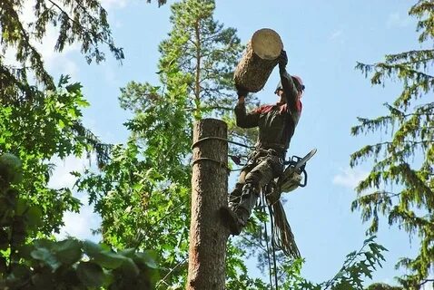 Tree works