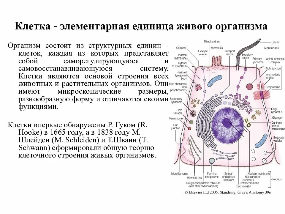 Элементарной единицей ткани является. Клетка элементарная единица живого организма. Клетка – элементарная единица строения и развития живого организма. Клетка как элементарная структурная единица живого. Клетка это основная структурная единица живого.