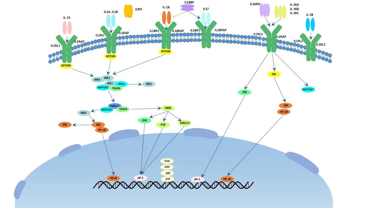 Интерлейкин-1β. Рецепторы il- 1. GLP-1 signaling Pathway Map. Il 18 интерлейкин.