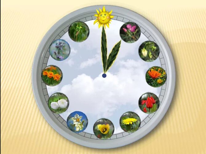 10 часов биологии. Цветочные биологические часы. Цветочные часы макет. Цветочные часы по биологии. Цветочные часы по экологии.