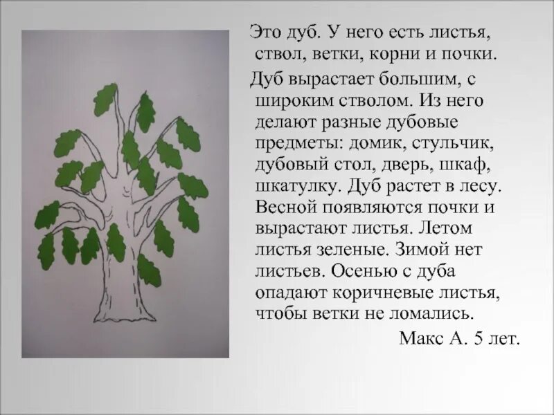 Дуб описание для детей. Рассказать о Дубовом листе. Описание листа дуба. Рассказ про лист дуба.