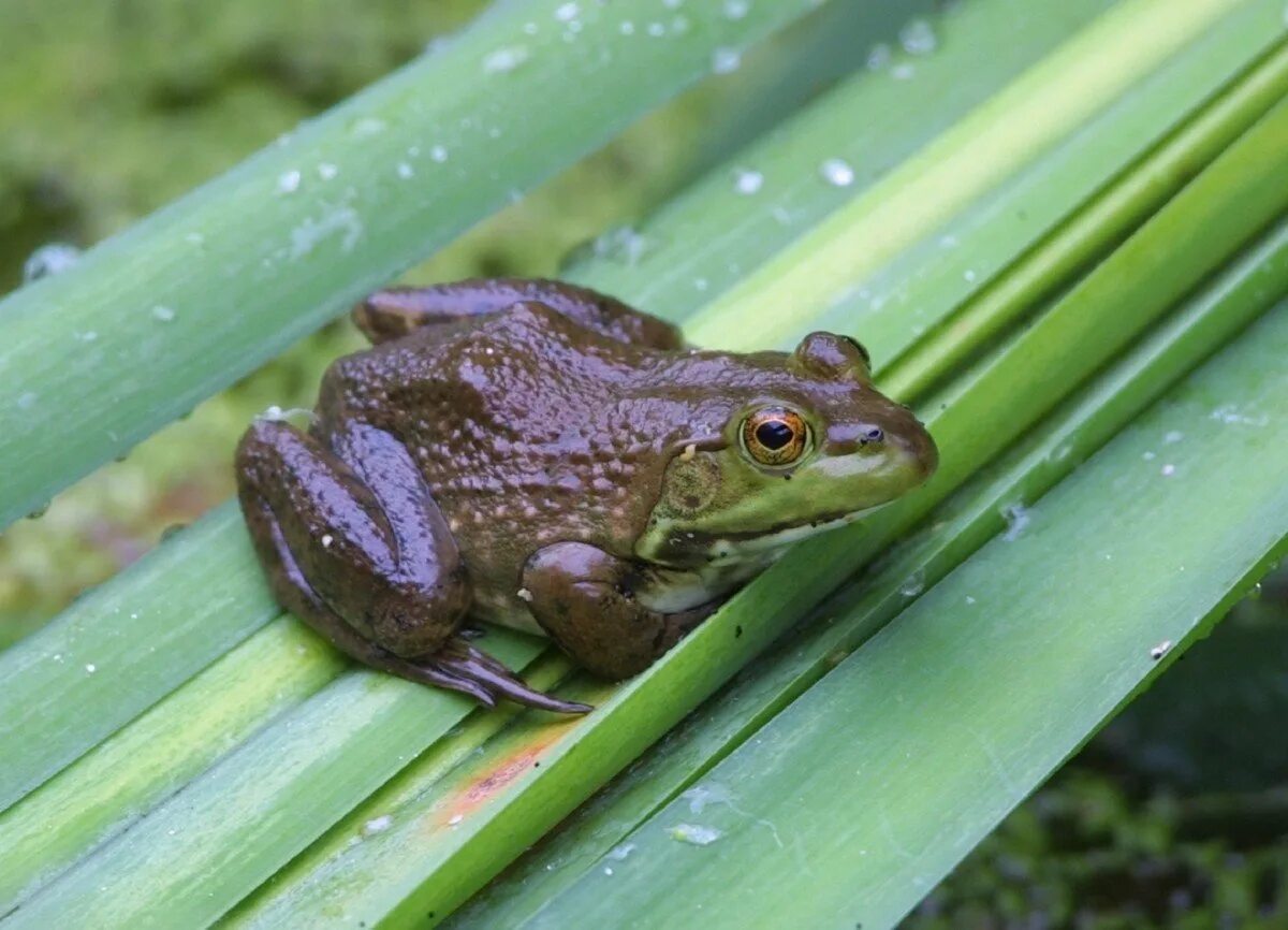 Lithobates catesbeianus. Лягушка-бык (lithobates catesbeianus). Жаба пелентуйская. Буфотенин жаба. Лягушка беспозвоночная