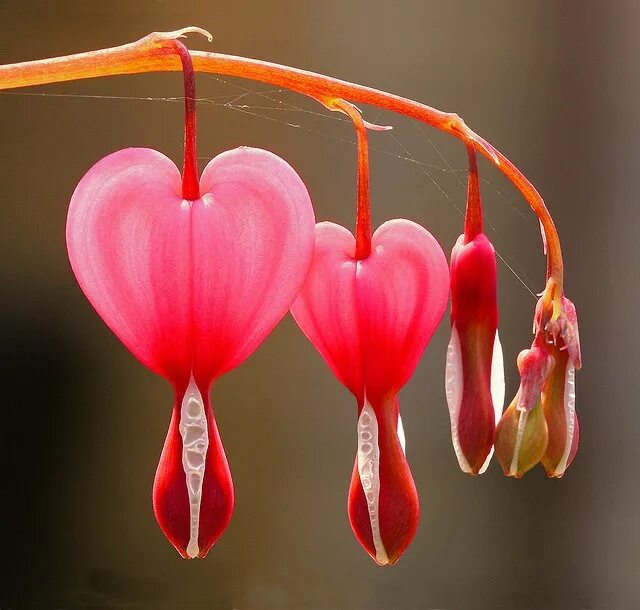 Кровоточащее сердце цветок. Кровоточащие сердца цветы букет. Летнее цветы с сердечек. Дицентра Икебана.