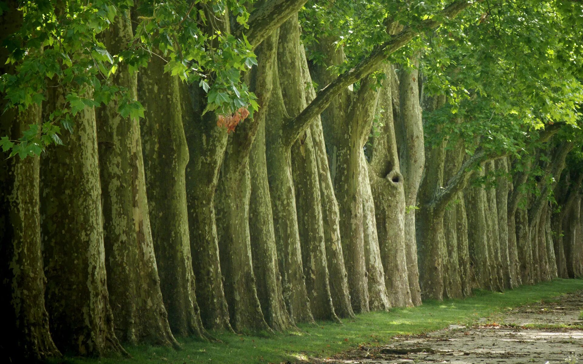 Кэрсивин Ирландия лес. Тисовая аллея Испания. Дерево. Природа вековое дерево.