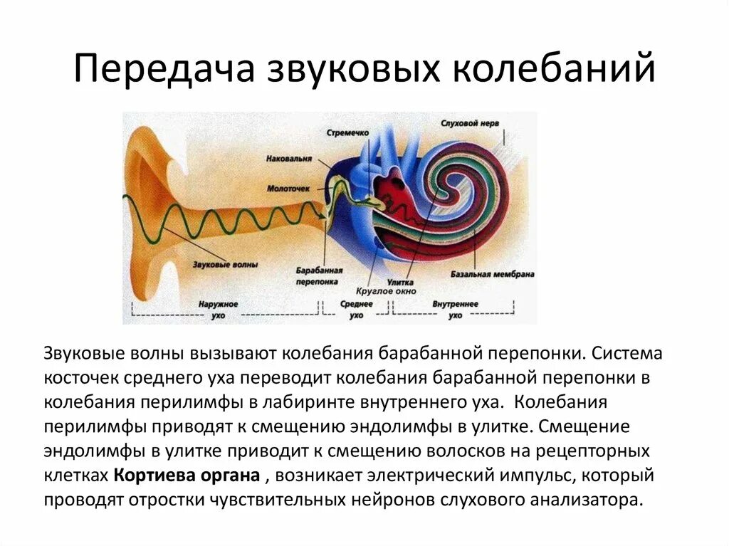 Преобразование звуковых волн. Механизм передачи звуковых колебаний. Механизм для передачи звуковых колебаний звука. Слуховой анализатор передача. Механизм передачи звуковых колебаний по каналам улитки.