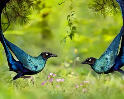 Dancing birds