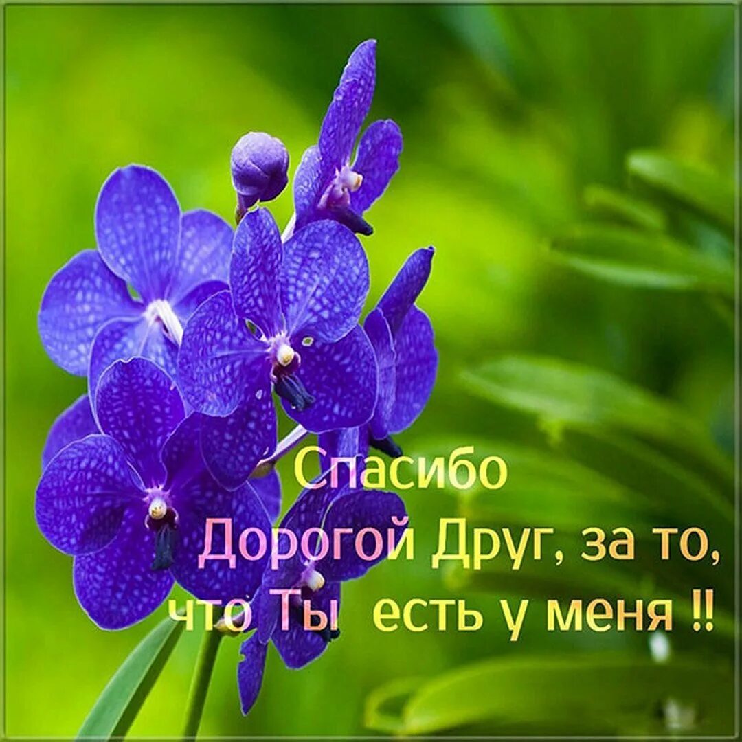 Мой дорогой друг 2016. Спасибо дорогой друг. открытка дорогому другу. открытки моему другу мужчине. открытки спасибо дорогой друг.