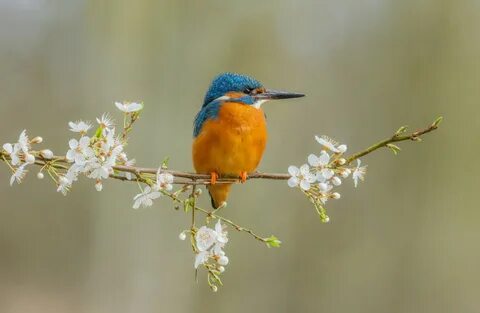 British wildlife photography awards 2024