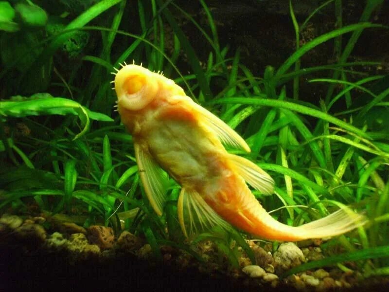 Сомик гиринохейлус. Аквариумные рыбки сомики анциструс. В аквариуме сомики и золотые рыбки. Анциструс l 144 вуалевый. В аквариуме сомики и золотые рыбки.