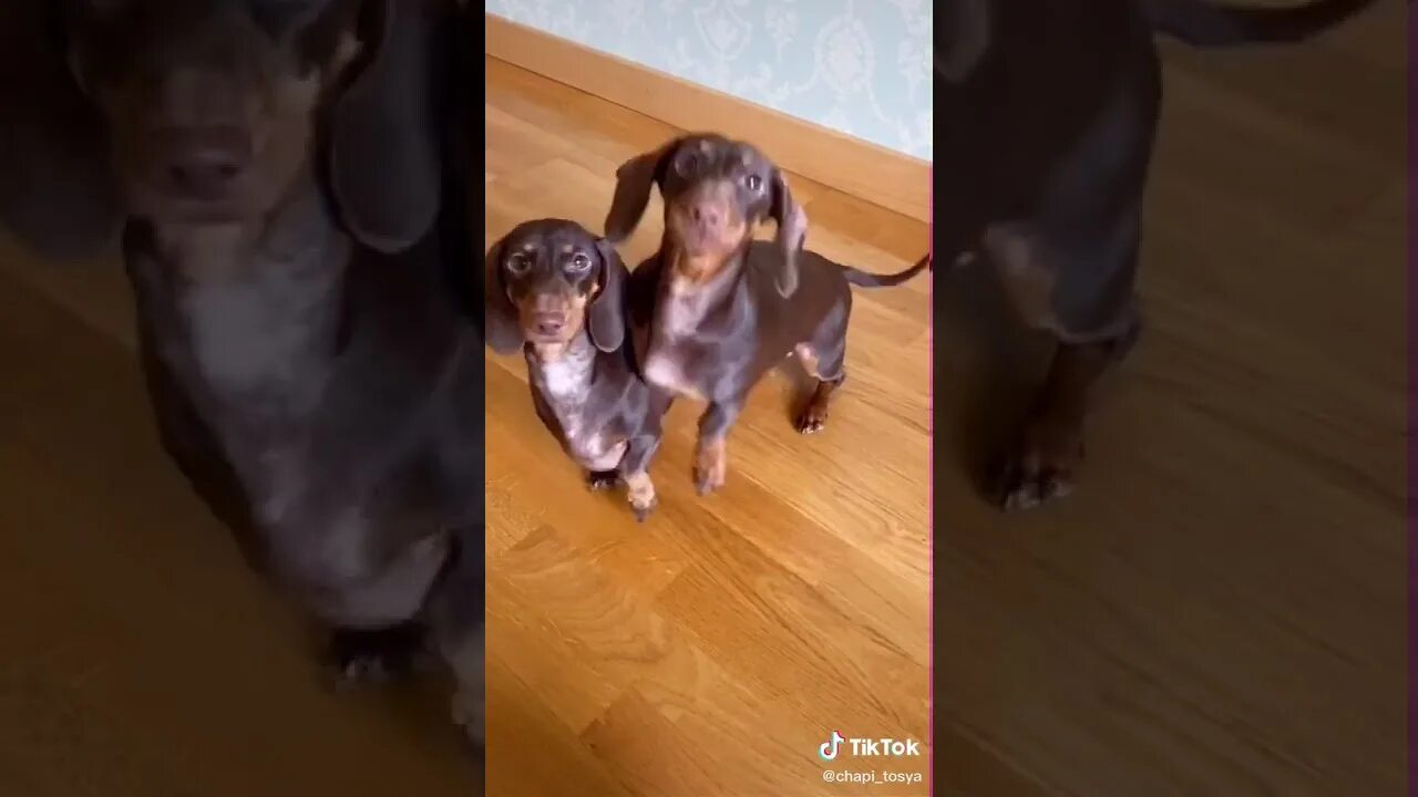 Песни чипи чипи чапа чапа