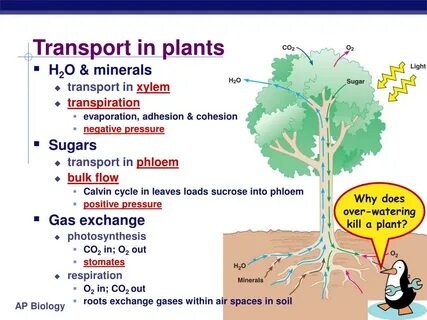 Plant 2 форма
