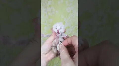 Стул котенка 1 месяца