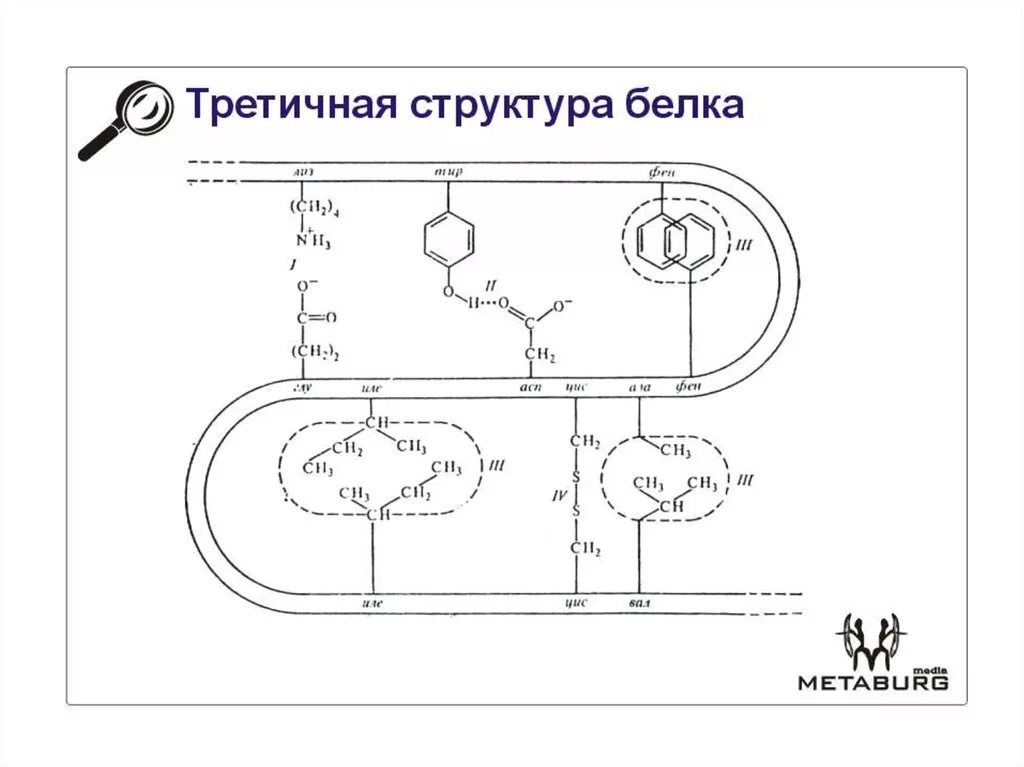 При образовании третичной структуры в белке происходит. Ионные связи в третичной структуре белка. третичная структура белка это структура. третичная структура белка схема. гидрофобные связи в третичной структуре белка.