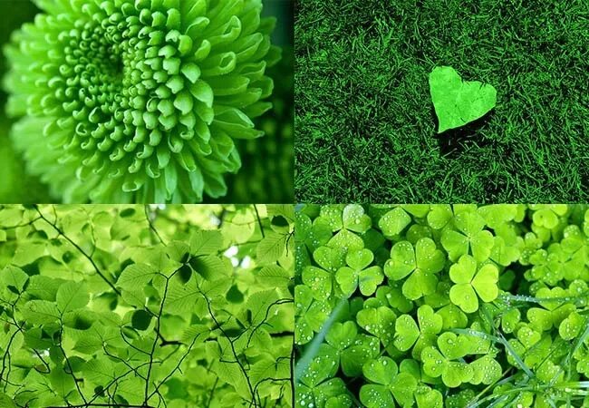 Влияние зеленого цвета на человека. Зеленый цвет спокойствия. Воздействие зеленого цвета на ПСИХИКУ человека. Влияние зеленой Палитры.