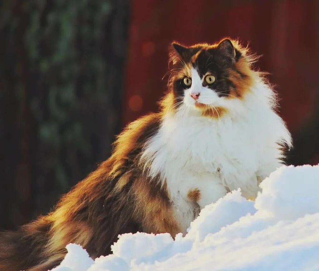 Норвежская лесная. Норвежская Лесная кошка трехцветная. Норвежская длинношерстная Лесная кошка. Норвежская Лесная кошка Калико. Норвежская Лесная кошка черепаховая.