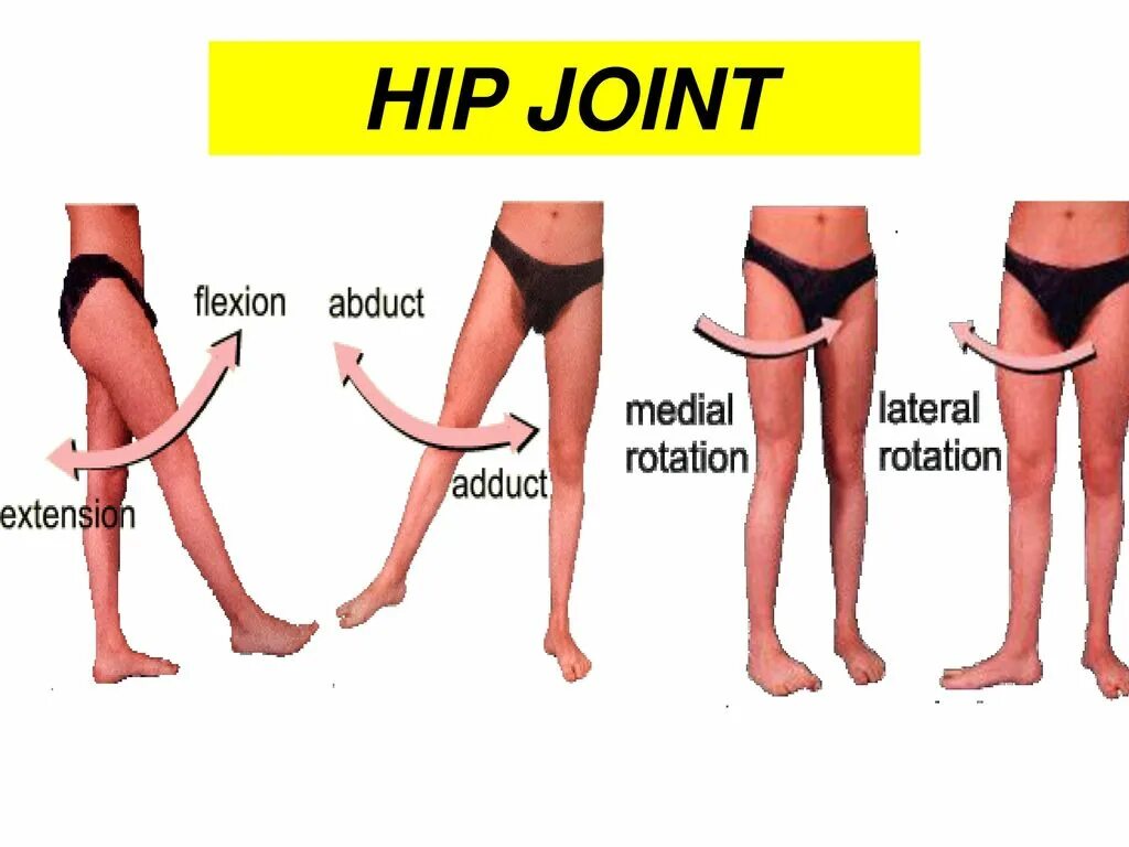 Thigh hip разница. Hip thigh в чем разница. Hip&Joint MAXIFLEX. Чем отличаются Hips и thighs.